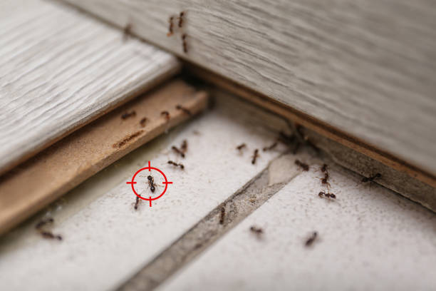 Bird Control in Cottage Lake, WA
